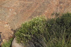 Hebenstretia parviflora