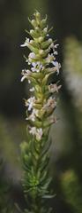 Hebenstretia parviflora