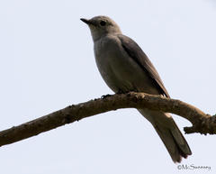 Coracina caesia caesia