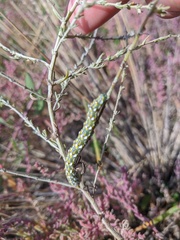 Cucullia argentina