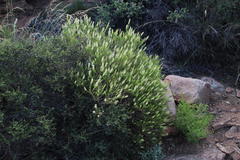 Hebenstretia parviflora