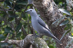 Coracina caesia caesia