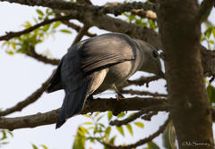 Coracina caesia caesia