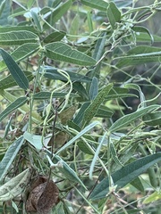 Strophostyles leiosperma