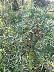 Strophostyles leiosperma