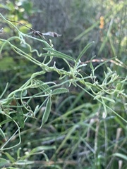 Strophostyles leiosperma