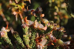 Aspalathus triquetra