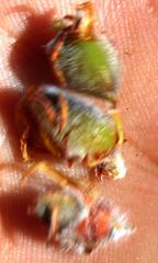 Aspalathus triquetra