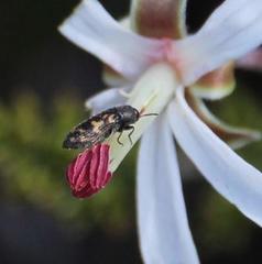Pelargonium dasyphyllum