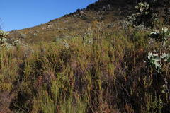 Aspalathus triquetra