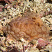 Clumpy Nudibranch - Photo (c) 104623964081378888743, some rights reserved (CC BY-NC), uploaded by 104623964081378888743