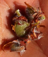 Aspalathus triquetra