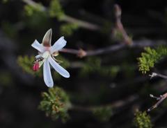 Pelargonium dasyphyllum