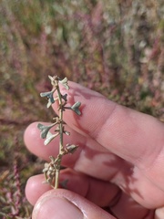 Atriplex pedunculata
