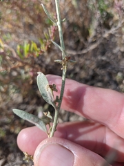 Atriplex pedunculata