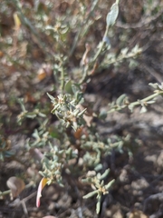 Atriplex pedunculata