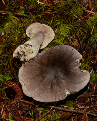 Tricholoma virgatum