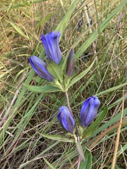 Gentiana × billingtonii