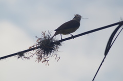 Pitangus sulphuratus