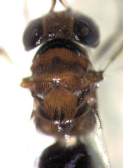 Encyrtus aurantii