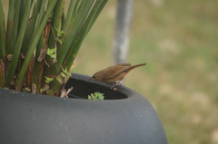 Troglodytes aedon