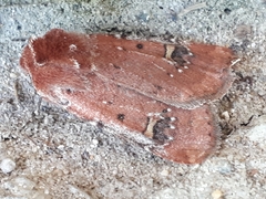 Eucoptocnemis fimbriaris