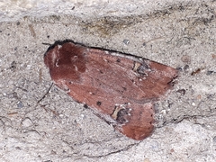 Eucoptocnemis fimbriaris