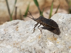 Hypselonotini