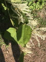 Reynoutria japonica