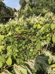 Reynoutria japonica