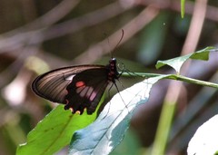 Parides neophilus