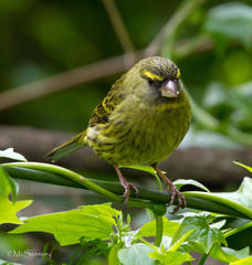 Crithagra scotops scotops