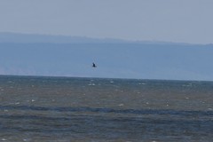 Stercorarius pomarinus