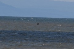 Stercorarius pomarinus