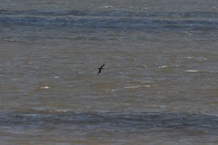 Stercorarius pomarinus