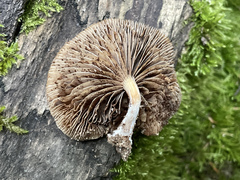 Simocybe serrulata