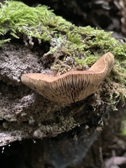 Simocybe serrulata