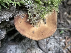 Simocybe serrulata