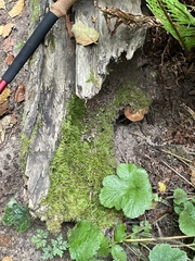 Simocybe serrulata