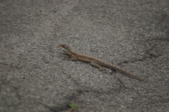 Tropidurus torquatus