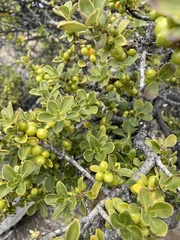 Coprosma montana