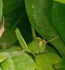 Anacridium aegyptium