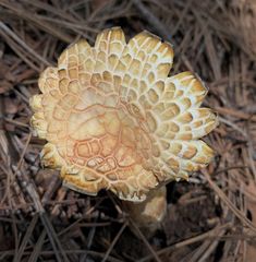 Albatrellus subrubescens