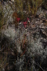 Tritoniopsis antholyza