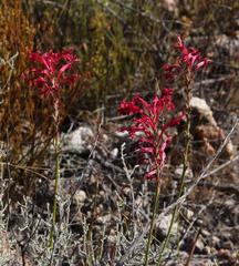 Tritoniopsis antholyza