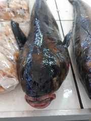 Eleginops maclovinus