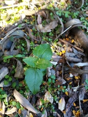 Podanthus ovatifolius