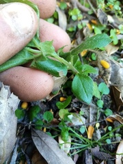 Podanthus ovatifolius