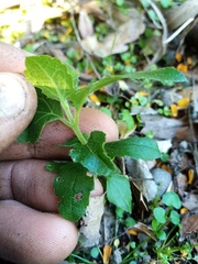 Podanthus ovatifolius