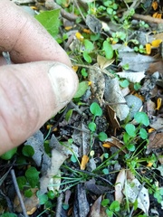 Podanthus ovatifolius